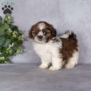 Cupcake (Tiny), Shih Tzu Puppy